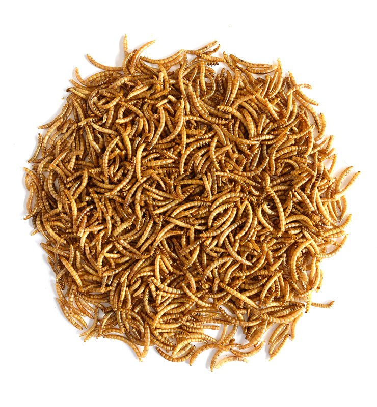 Dried mealworms Dried mealworms_Qingdao Sino Crown Biological